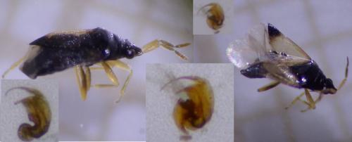 Orius sp.